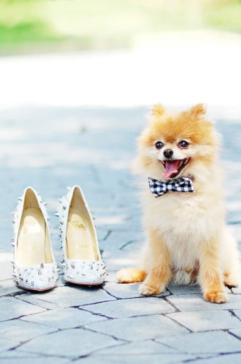 Doggie Bow Ties - 30 Extremely Creative No-Sew DIY Projects