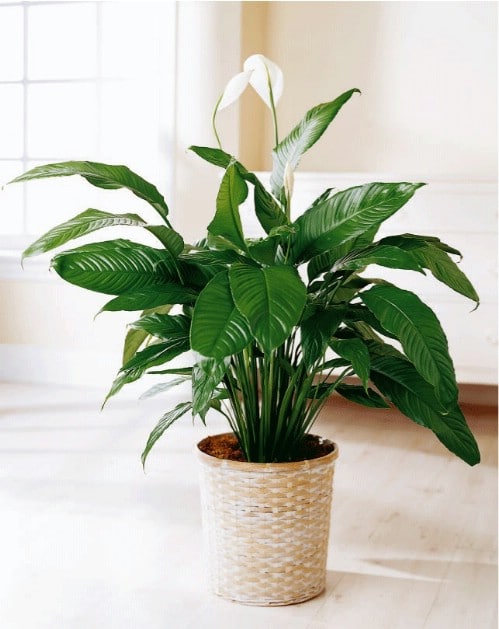 Peace Lily - Top 10 NASA Approved Houseplants for Improving Indoor Air Quality