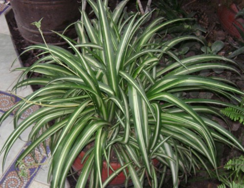 Spider Plant - Top 10 NASA Approved Houseplants for Improving Indoor Air Quality