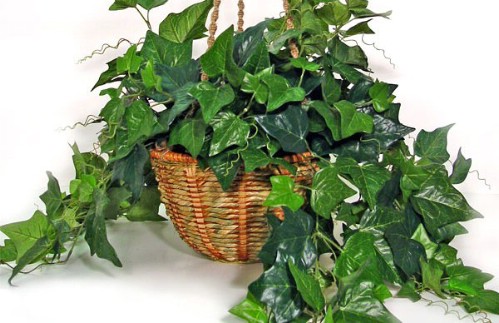 English Ivy - Top 10 NASA Approved Houseplants for Improving Indoor Air Quality
