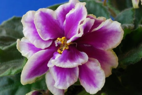 African Violets - Top 10 NASA Approved Houseplants for Improving Indoor Air Quality