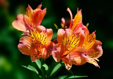 Plant Perennials - 150 Remarkable Projects and Ideas to Improve Your Home's Curb Appeal