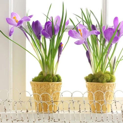 Potted Plant DÃ©cor - 80 Fabulous Easter Decorations You Can Make Yourself