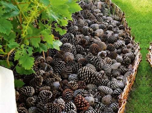 Fill Flower Beds with Pinecones