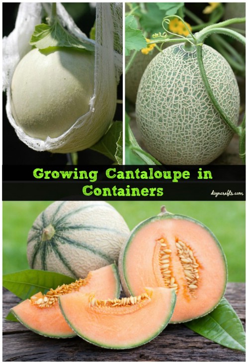 Cantaloupe