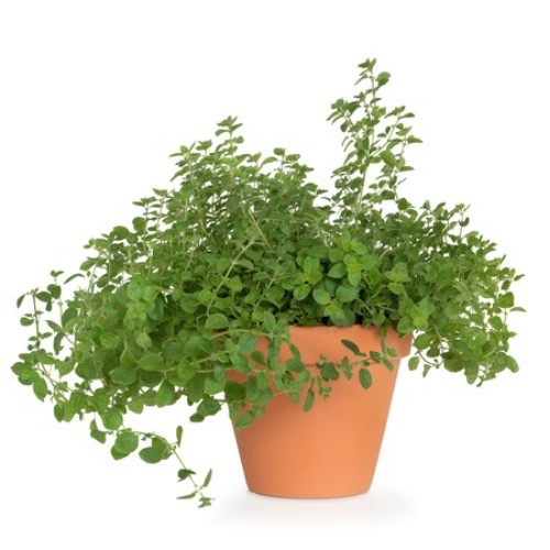 Oregano