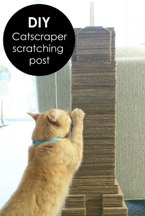 20 Purrfect DIY Projects for Cat Owners - DIY &amp; Crafts