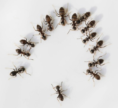 Get rid of ants.
