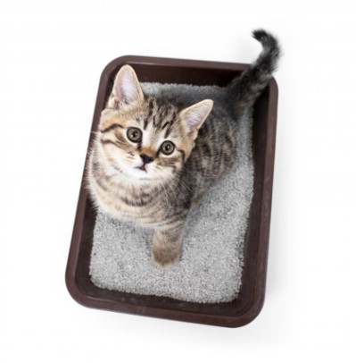 Coat a kitty litter tray.