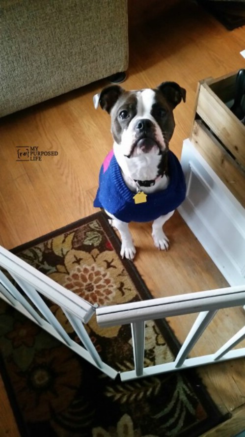 Pet Gate - 20 Delightfully Creative and Functional Ways to Repurpose Old Cribs