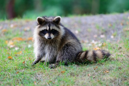 Say goodbye to pesky raccoons. - 40 Life-Changing Ways to Use Epsom Salt in Your Everyday Life