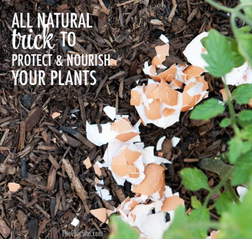 Nourish and protect your plants with eggshells.