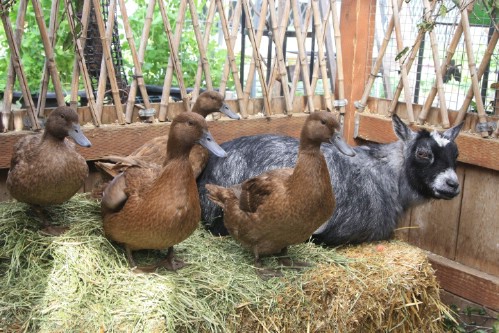 6,000lbs Of Food Produced Yearly On 1/10 Of An Acre. This Family Is Incredible!