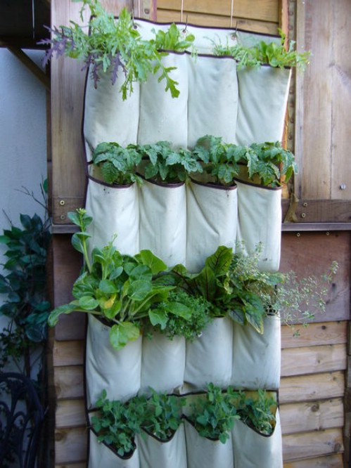 Turn a hanging pocket organizer into a vertical garden.