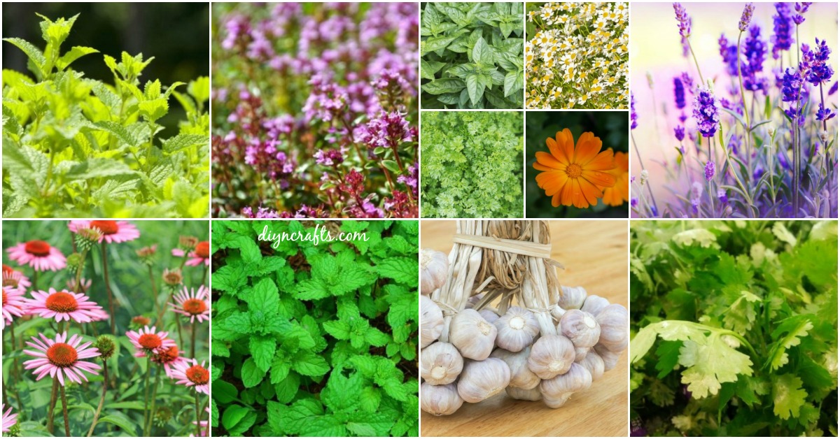 14 Healing Herbs to Plant in Your Herb Garden They’re Tasty and