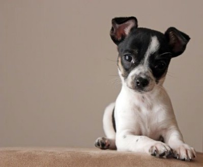 Clean your dog's or cat's ears.