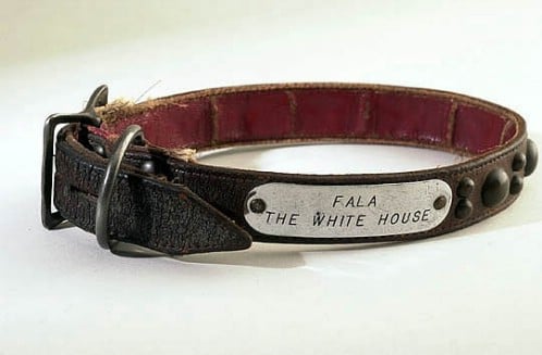 Seal Pet Collars