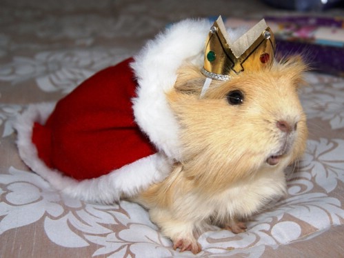Guinea Pig Royalty