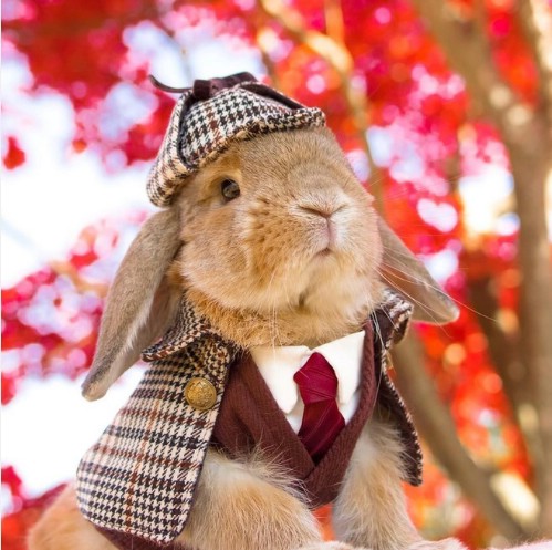 Sherlock Holmes the Rabbit