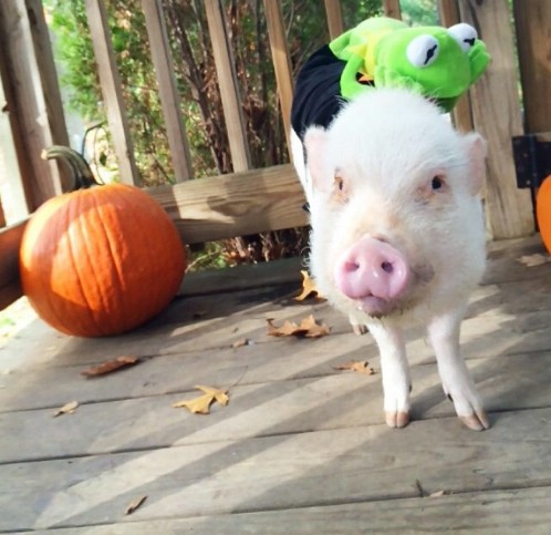 Kermit and Miss Piggy