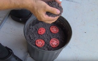 Remarkably Smart and Genius Way to Grow Tomato Seedlings