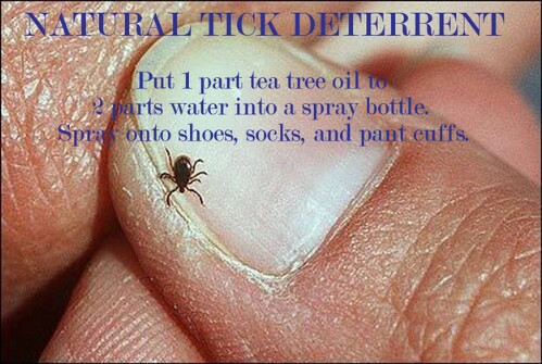 3. Tick Deterrent