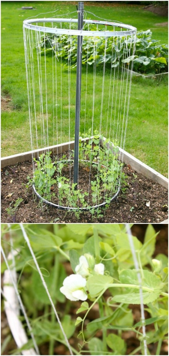 20 Easy DIY Trellis Ideas To Add Charm and Functionality To Your Garden