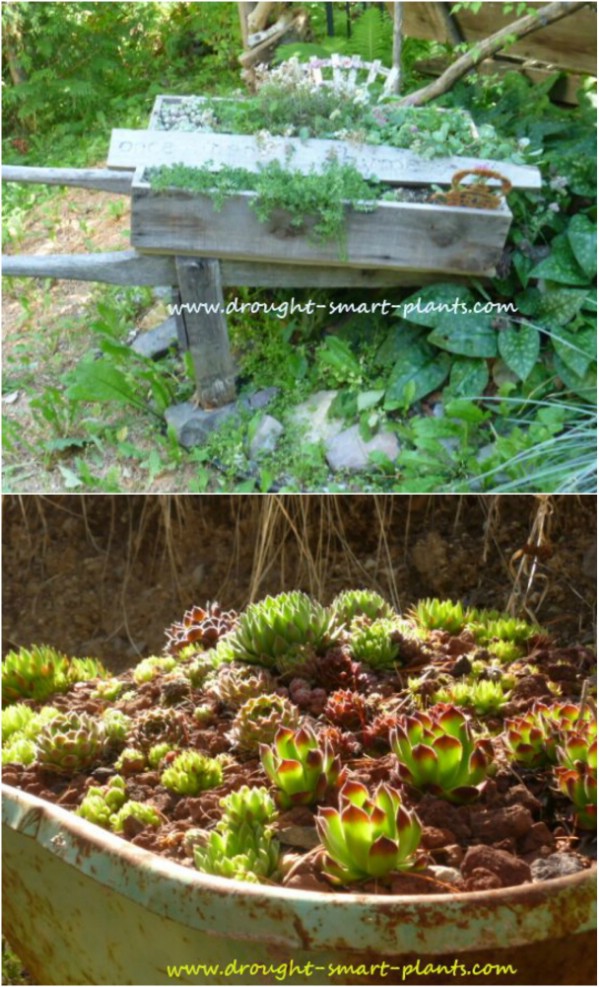 Wheelbarrow Succulent Garden