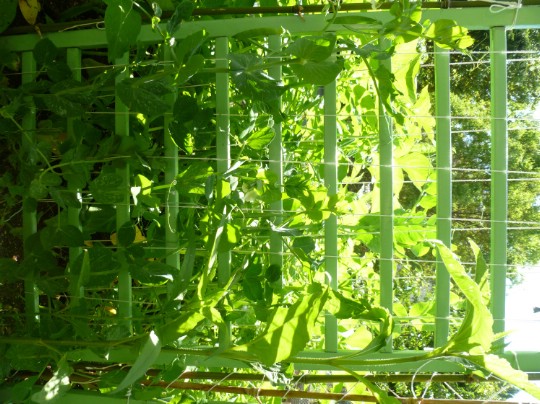 Easy DIY Crib Rail Trellis