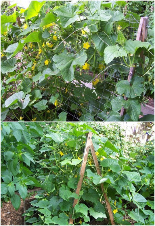 Easy DIY A-Frame Trellis