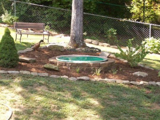 Repurposed Swimming Pool Duck Pond
