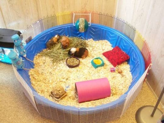 DIY Guinea Pig Cage