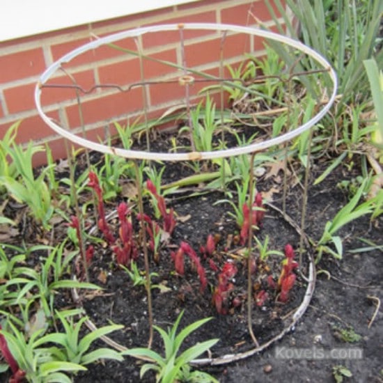 Repurposed Lampshade Garden Trellis