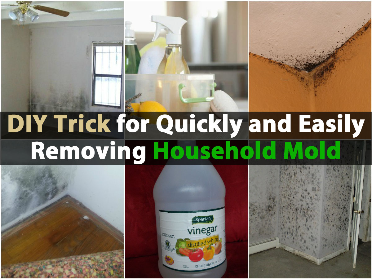DIY Trick for Quickly and Easily Removing Household Mold DIY & Crafts