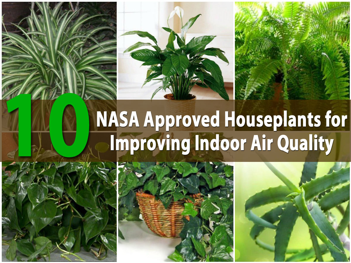 Top 10 NASA Approved Houseplants for Improving Indoor Air ...