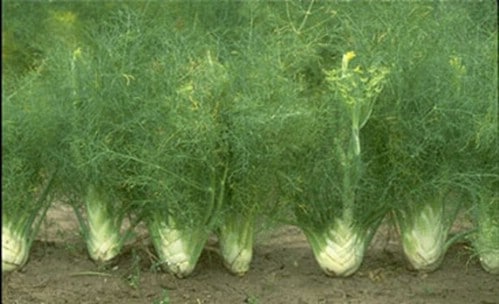15. Fennel - 25 Foods You Can Re-Grow Yourself from Kitchen Scraps