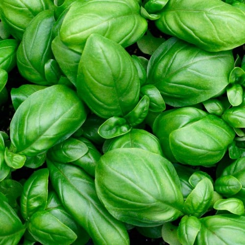 17. Basil - 25 Foods You Can Re-Grow Yourself from Kitchen Scraps