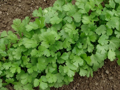 18. Cilantro - 25 Foods You Can Re-Grow Yourself from Kitchen Scraps
