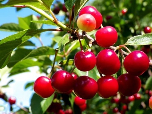 20. Cherries - 25 Foods You Can Re-Grow Yourself from Kitchen Scraps