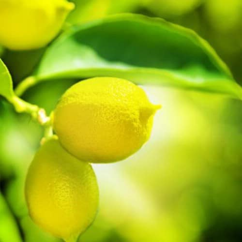 23. Lemons - 25 Foods You Can Re-Grow Yourself from Kitchen Scraps