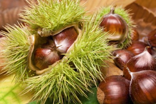 25. Chestnuts - 25 Foods You Can Re-Grow Yourself from Kitchen Scraps