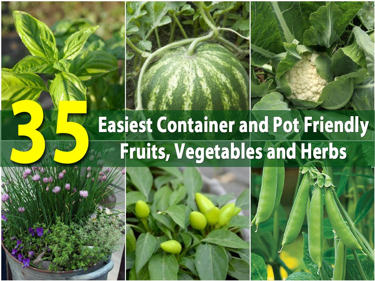 The 35 Easiest Container And Pot Friendly Fruits Vegetables And