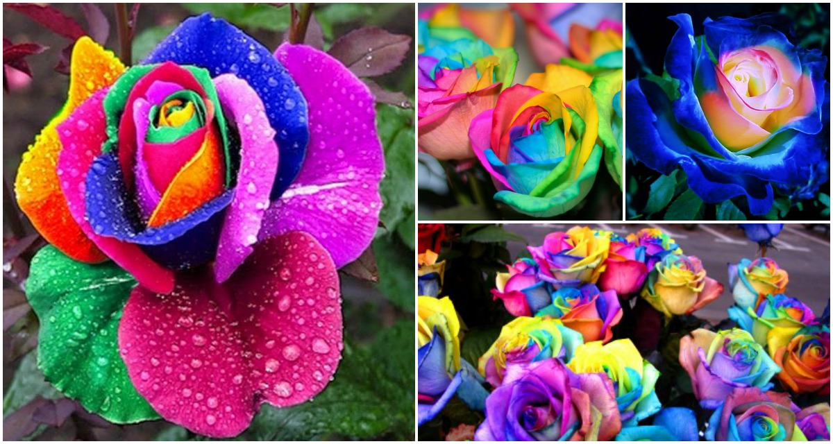 How to DIY Colorful Rainbow Roses Step by Step Video Instructions DIY