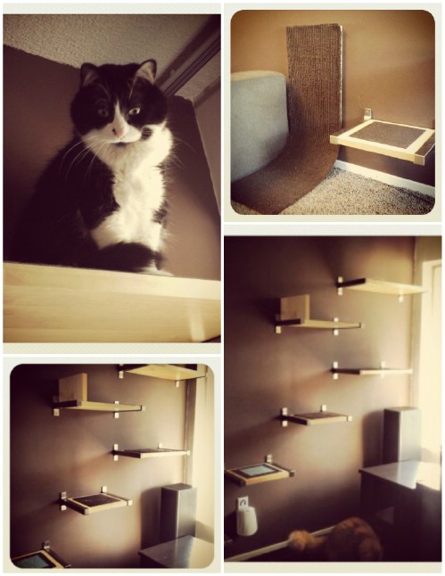 20 Purrfect DIY Projects for Cat Owners - DIY &amp; Crafts