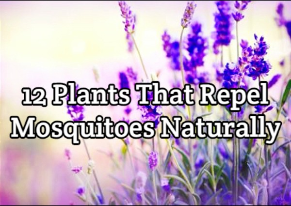 12 Easy-to-Grow Plants That Will Repel Mosquitoes 