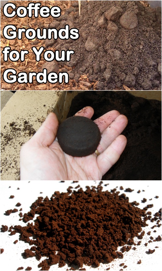 7 MindBlowing Ways To Use CoffeeGrounds In The Garden DIY & Crafts