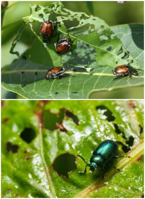 30 Frugal Uses For Dawn Dish Soap That Will Simplify Your Life - DIY