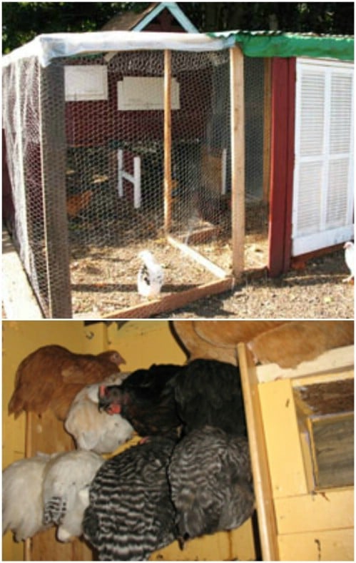 20 Free DIY Chicken Coop Plans You Can Build This Weekend 