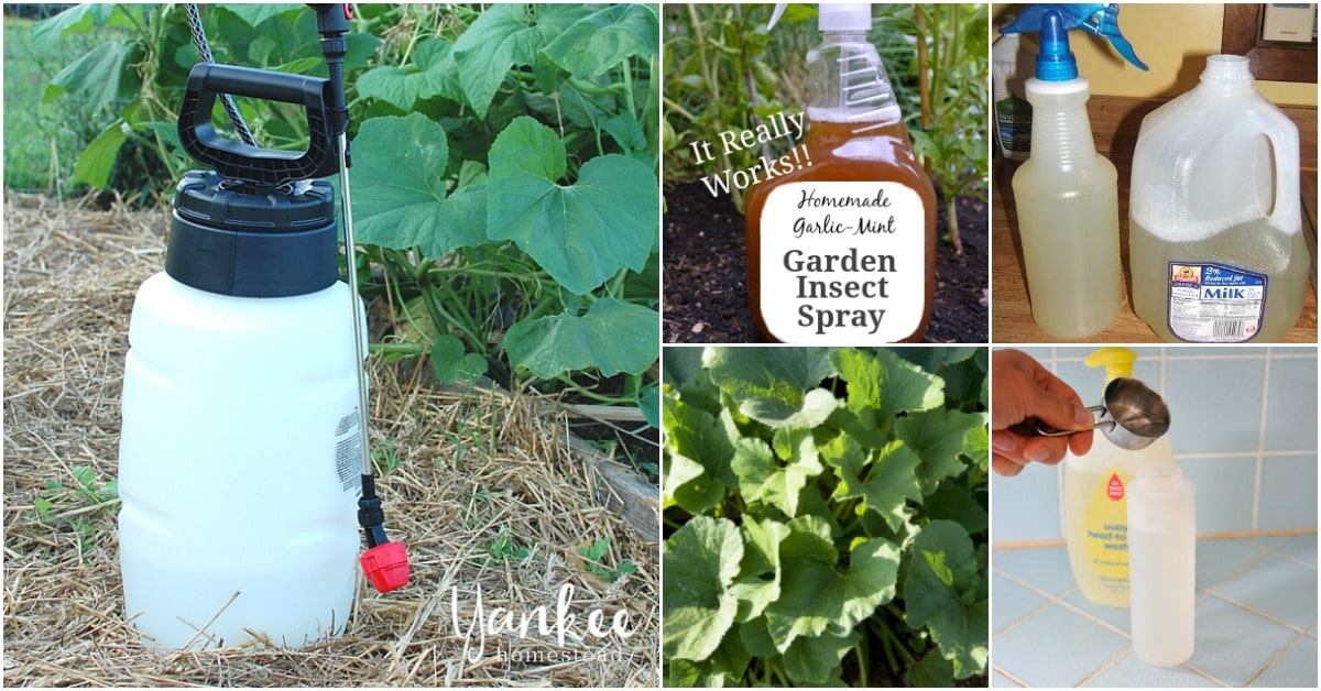 Garden Insectisides Domaregroup