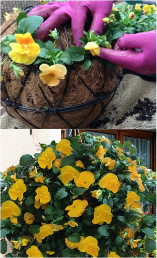 DIY Hanging Pansy Ball